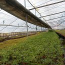 상원농원 이미지