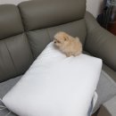 퐁이몰