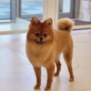 바니펫살롱 이미지