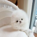 화이트켄넬(white-kennel) 이미지