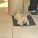 고품격커피공장 | 방배동 떡카페 ｜고품격 커피공장 떡마당점 후기