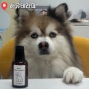 우리 강아지가 말을 해요 | [수원 누래블(travel)] 천연재료로 만드는 우리 강아지 치약 만들기(애견동반 O, 대형견 O, 주차 O)