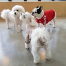 도그스테이 이미지