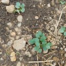 보람농장 이미지