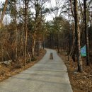 삽교역 소나무길 | 용봉-수암산(때 이른 봄산행)