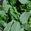 페퍼민트민박 이미지