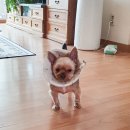 스마트동물병원(병점점) 이미지