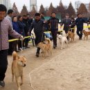 사)한국진돗개중앙회 제42회 전국전람회 일정변경 최종공지 이미지