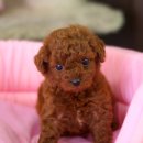 푸들푸들 이미지