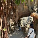 킹콩비어 이미지