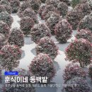 훈식 | 제주 2월 동백꽃 절정 제주도 동쪽 가볼만한곳 훈식이네 동백밭 겨울 여행 후기