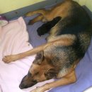 셰퍼트 분양 이미지