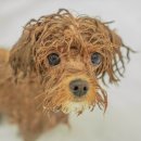 수수펫살롱 이미지