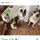 동네강아지 이미지