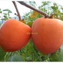 쌍둥농장 이미지