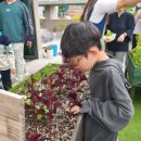 [다이음] 도시농업과 치유원예 | 치유농업과 실내 원예수업 마지막 날!후기(부산 원예치료, 부산 원예활동, 부산 치유농업, 부산 텃밭...