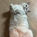 말자미용실 - 포천시 원앙로 18-5 | 4살 브리티시 숏헤어, 생애 첫 미용실 다녀온 후기