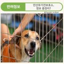 도그마루 강아지고양이 안산점 | 안산유기견보호소, 정보 총정리?