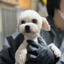 [인삼/비숑프리제/여아] 이제는 사람을 사랑할 준비가 된, 인삼🫧 이미지