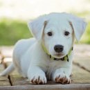 거울보는 강아지 이미지