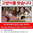 익산 중앙체육공원 문화원 꽃마을기사식당 근처에서 고양이를 찾습니다. 이미지