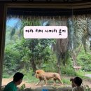 발리 | 마라 리버 사파리 롯지 :: 사자 보며 밥 먹고 얼룩말 보며 수영하는 발리 호텔 후기