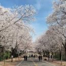 청라언덕역 4번 출구 교통섬 | 인천 벚꽃 개화시기 맞춰 떠나는 봄나들이 가볼만한곳 베스트 10 현지인 추천 숨은 명소부터 드라이브...