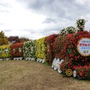 전곡국화 축제 이미지