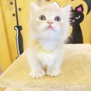 강남고양이분양 나비캣 이미지