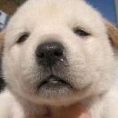 일신스포렉스 이미지