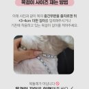 몽뜨랑 | [리뷰]강아지 인식표 목걸이 제작 위드몽뜨 완전 만족한 후기