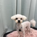 복똥이강아지 이미지