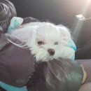 가양쿨펫동물병원 이미지