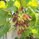 김양수농장 이미지