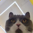 고양이카페 아이캣유 이미지