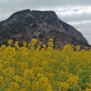 산방산의봄 이미지