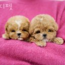 디디펫 수원강아지분양 이미지