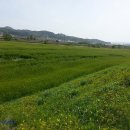 밀밭 이미지