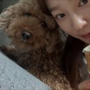 모카펫 이미지