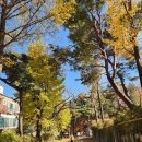 몽브루 | [강북구 수유동] 수유 분위기 좋은 은행나무 뷰맛집 카페 몽브루