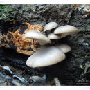 느타리 Pleurotus ostreatus (Jacq.ex Fr.)Kummer ＜Oyster mushroom＞ ヒラタケ(カンタケ) 이미지