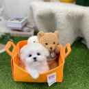 서원켄넬 | 신금호강아지분양 말티푸성격 언제나 함께할 가족