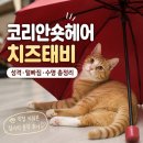 인연헤어 - 전주시 덕진구 팽나무4길 29-6 | 코리안숏헤어 치즈태비 성격 털빠짐 수명 직접 키워보니