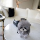 우아퍼피 이미지