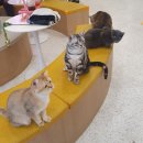 냥이 싸롱 이미지