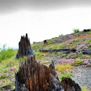 (주)자연과생명 이미지