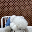 행복한 멍냥이 이미지