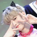 LOVELY CAT 이미지