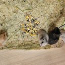 매산리 538 이미지