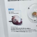 플래닛61 | 여수 여행 가볼만한곳 아쿠아플래닛 아쿠아리움 (데이트/아이랑)